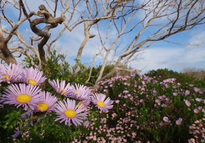 Spring is Coming - Gansbaai Weekly Inspiration